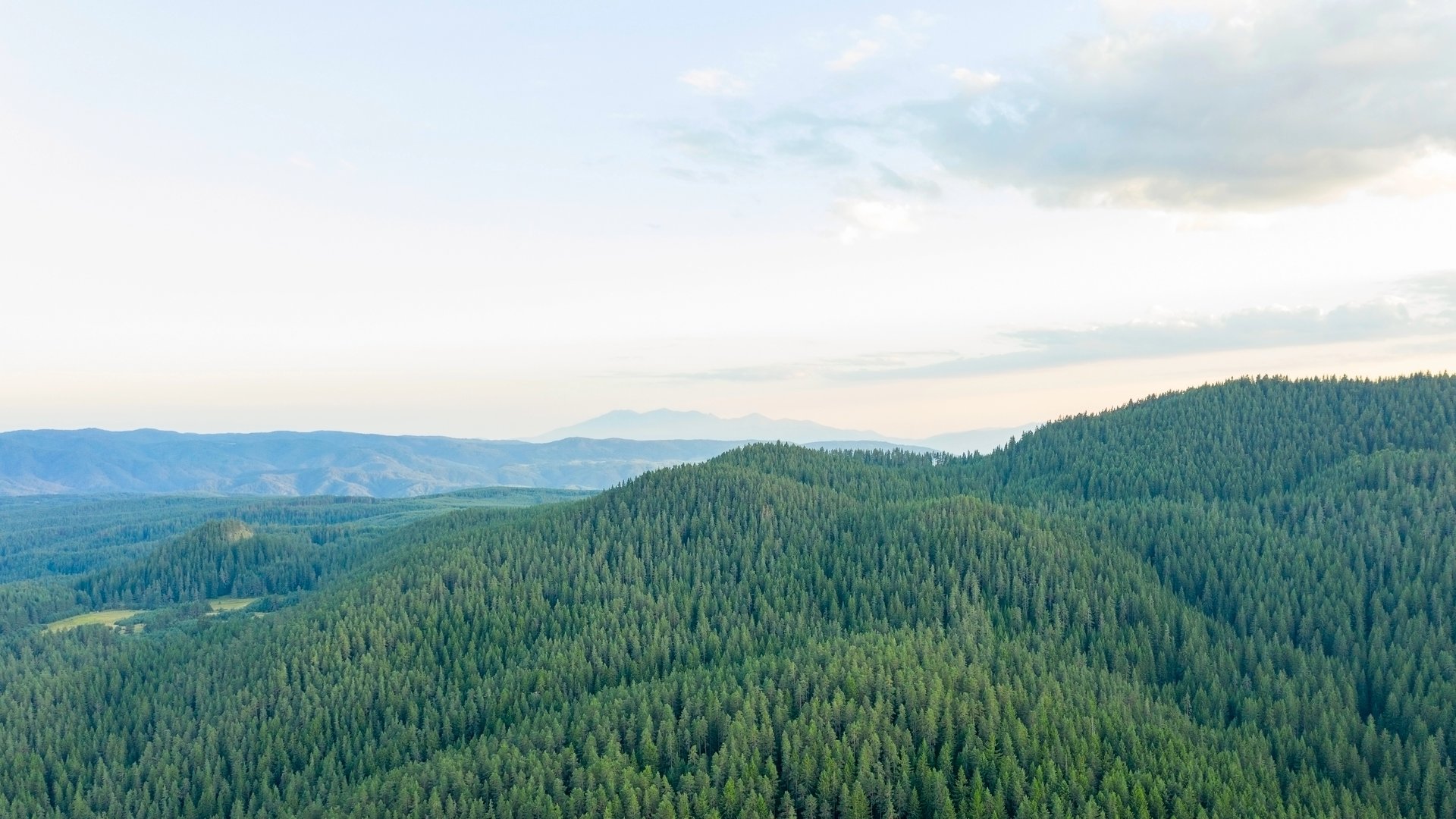 Aerial view of cedar forests in Wyoming
